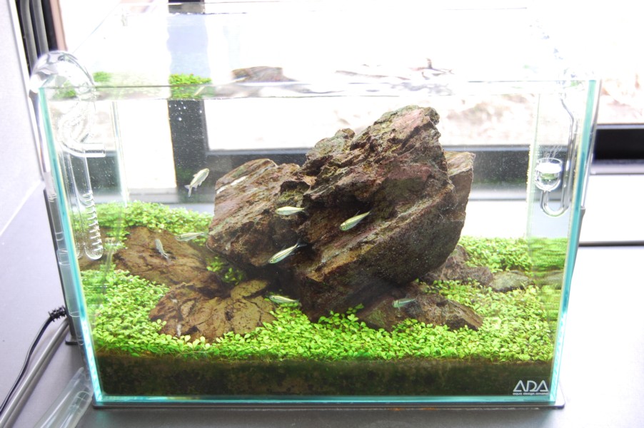 万天石アクアリウムADA 山谷石 アクアリウム ADA 石組レイアウト 水草