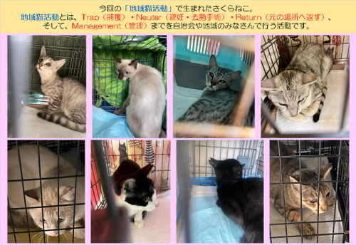 龍脈の精髄 ― クラスター「細針の聖域」保護猫活動支援 宮崎県