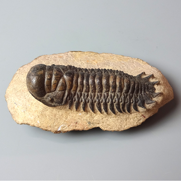 三葉虫化石 Crotalocephalus gibbus 三葉虫 化石 モロッコ 産 特大 三
