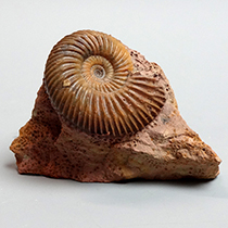 アンモナイト（Parkinsonia）｜化石販売・鉱物販売の東京サイエンス