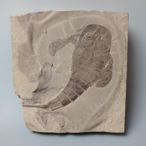 ウミサソリ（Eurypterus）｜化石販売・鉱物販売の東京サイエンス