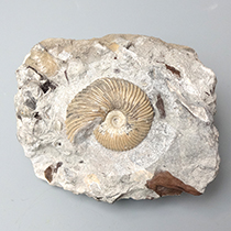 アンモナイト（Pseudocadoceras）｜化石販売・鉱物販売の東京サイエンス