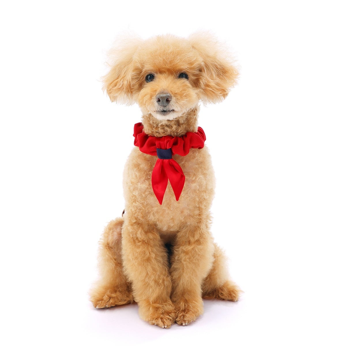 小型犬後ろ足用 ホールド セーラーマリン | 歩行補助ハーネス LaLaWalk