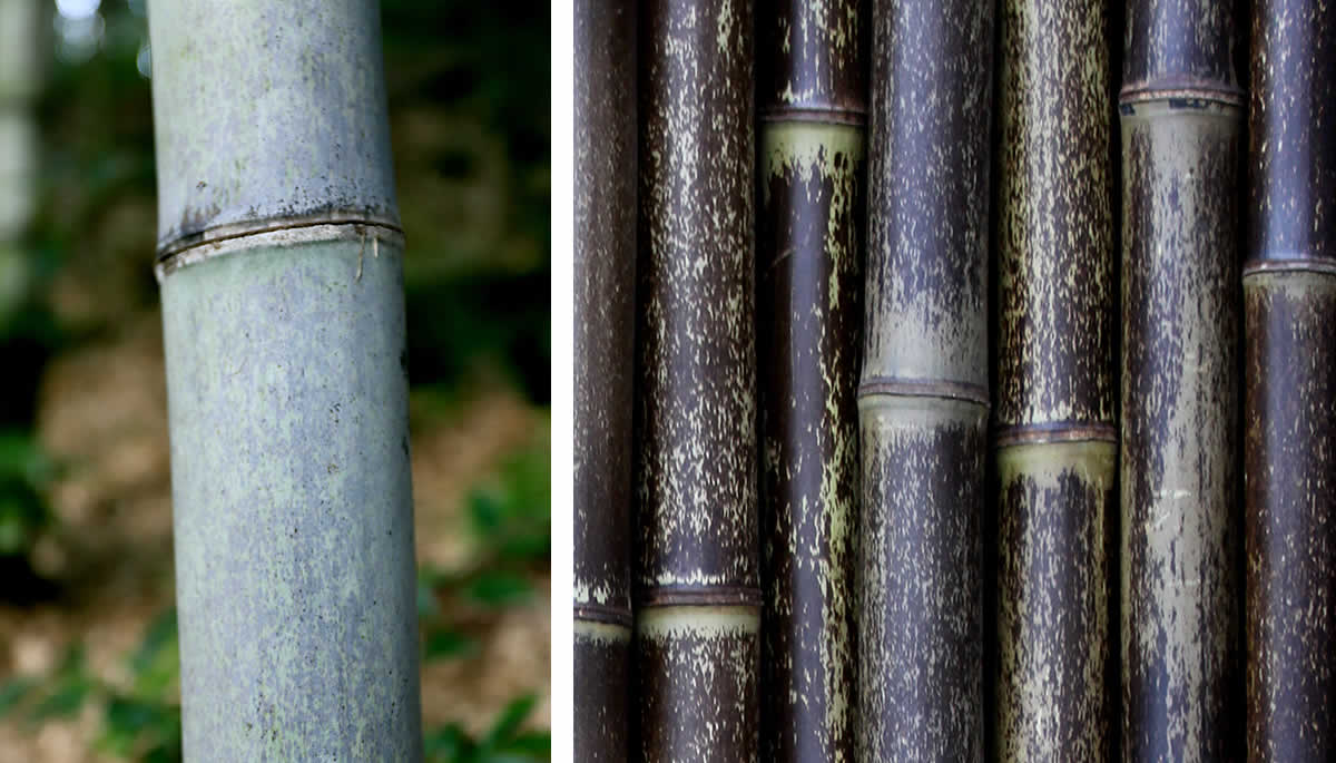 虎斑竹とは(Tiger Bamboo)？