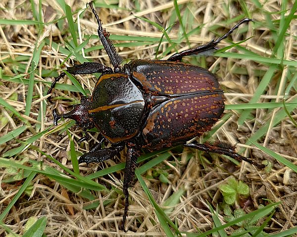 イカリツノハナムグリ