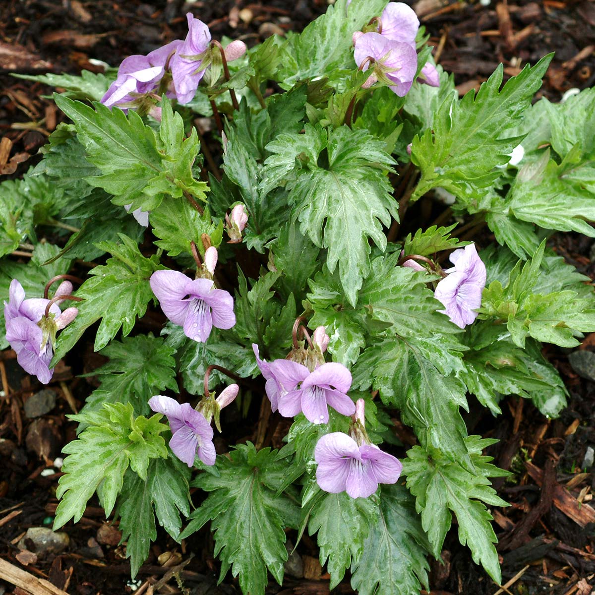 Viola 'Silver Samurai' | TERRA NOVA® Nurseries, Inc.