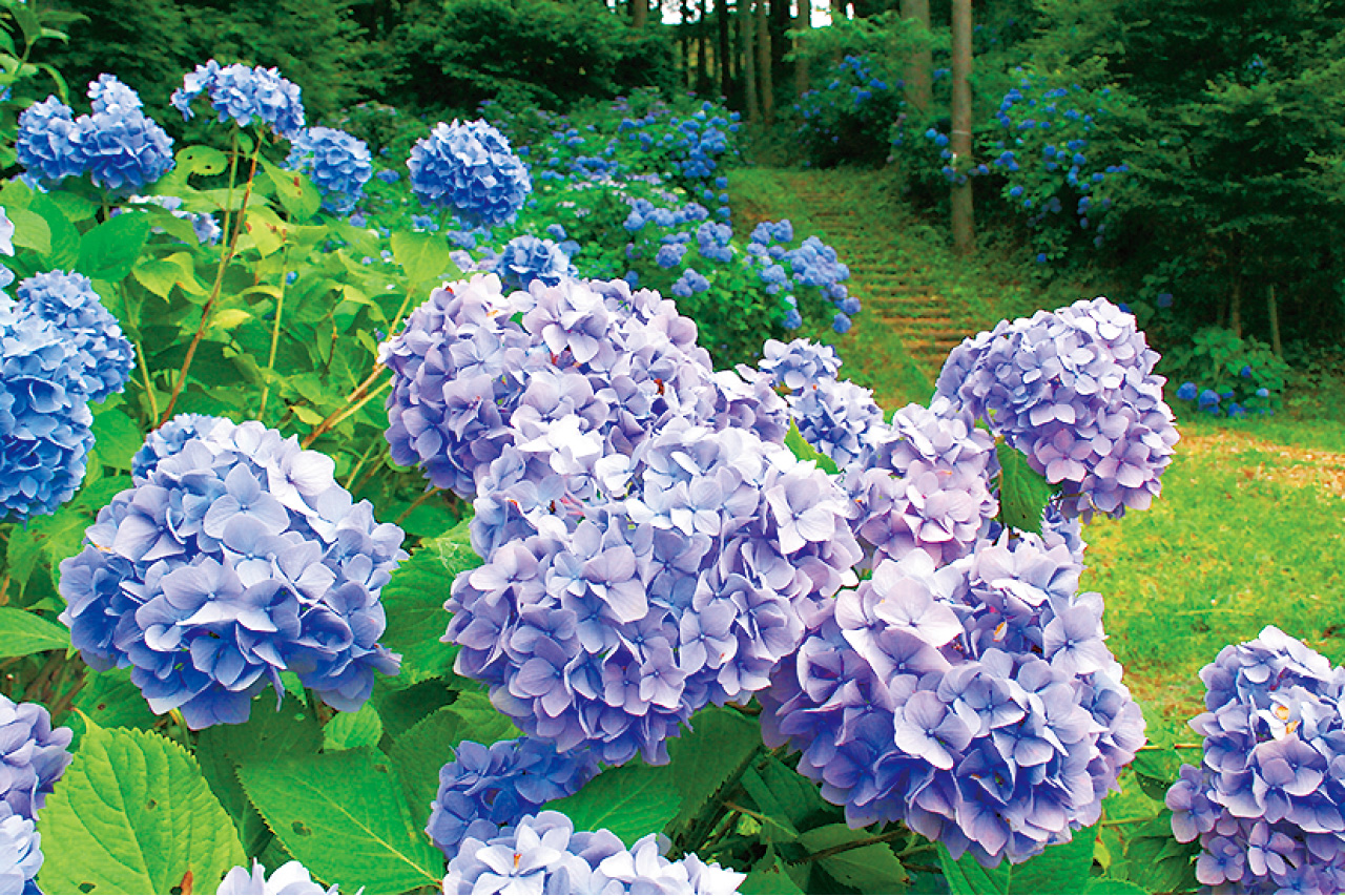 アジサイの谷（県中、古殿町） - 花の王国ふくしま