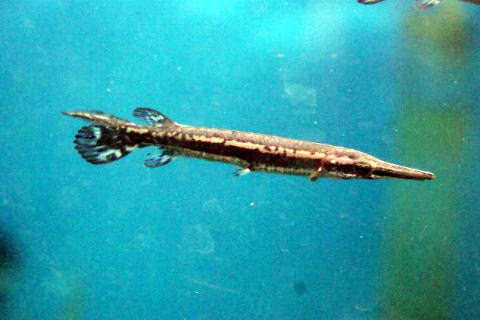 ガーってどんな魚？|ガーパイク9種類とその生態、特徴 マンファリ