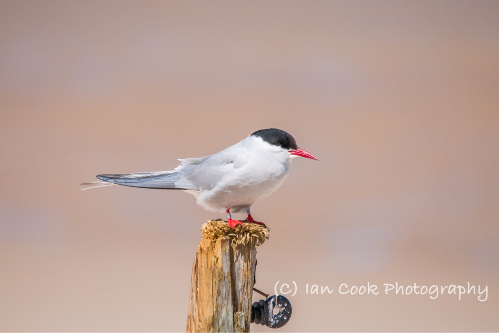 Arctic Terns at Long Nanny – Travel Blog | TravelGumbo