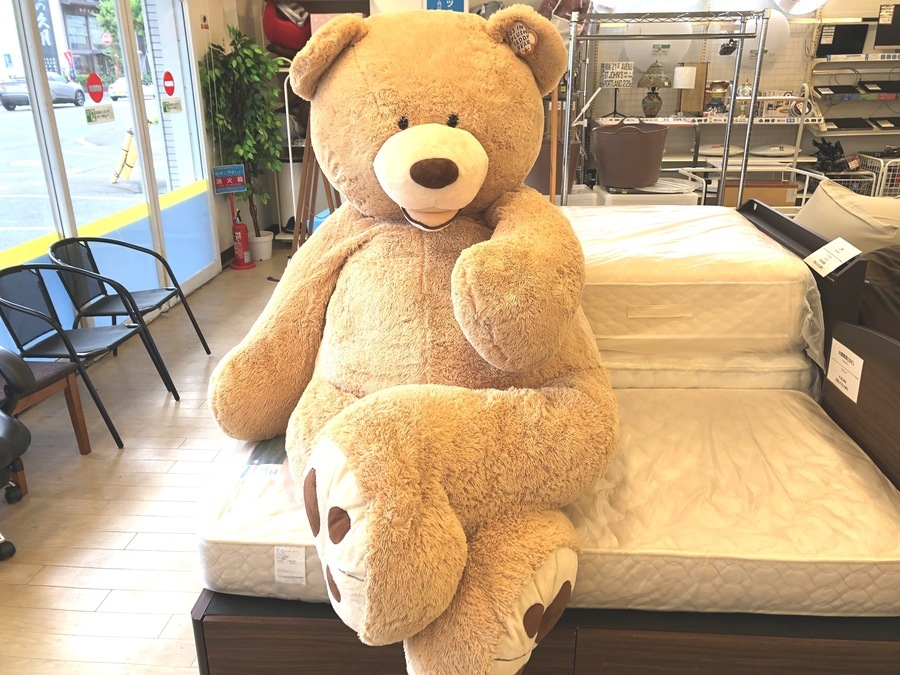 即購入可】レア！コストコクマ2m40cm