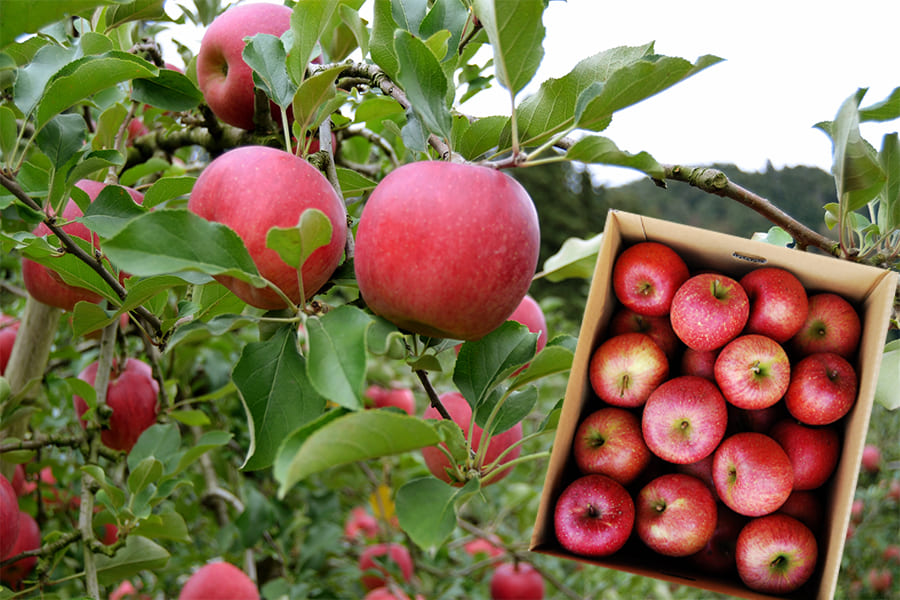 訳あり》堀農園の朝日町サンふじりんご約10kg(バラバラ詰)