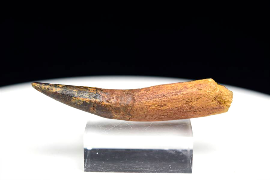 大型肉食恐竜】スピノサウルス 歯 牙 化石（モロッコ産）非研磨