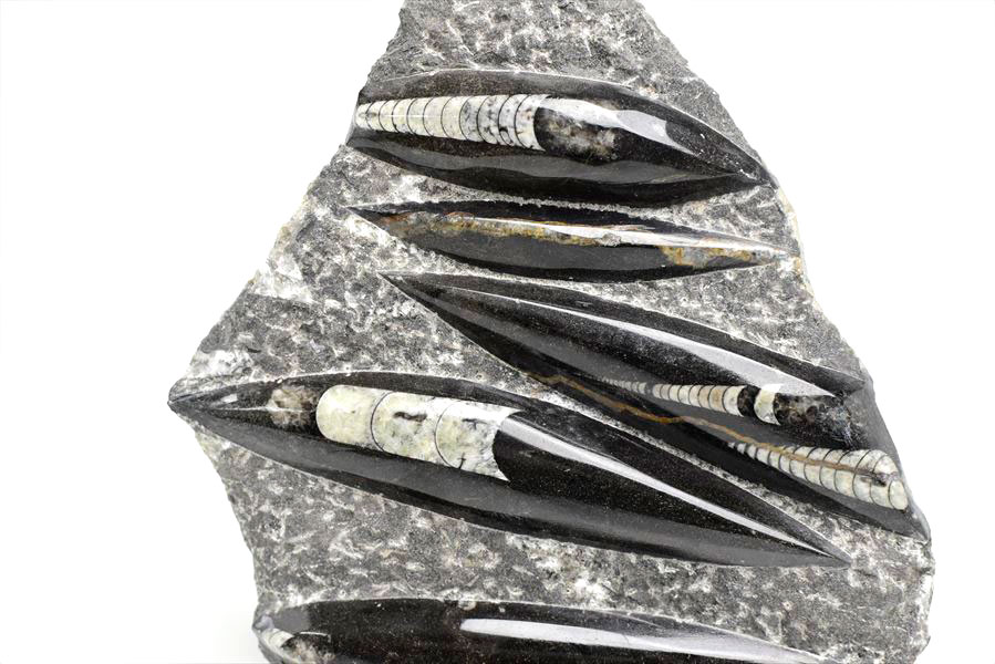 モロッコの直角石類/オルソセラス 大型プレート モロッコの直角石類