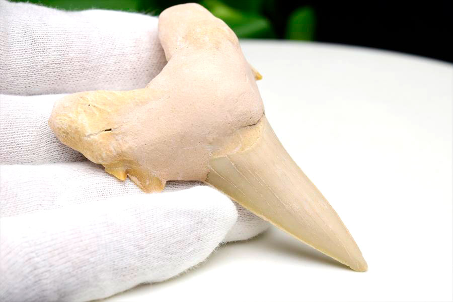 サメの歯 化石 モロッコ産｜オトドゥス オブリクス｜大きめ