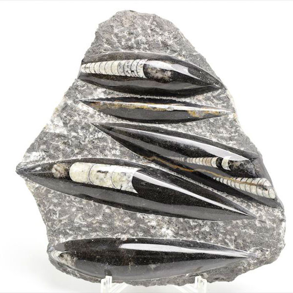 モロッコ産オルソセラス群直角貝群古生代デボン紀化石002 オルソセラス