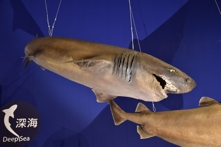 カグラザメ - 動物大図鑑（裏辺研究所）