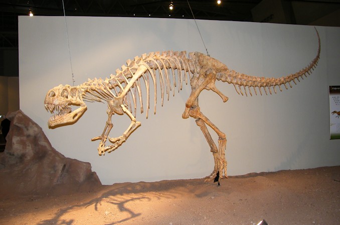 アフロベナトル フットクロウ 化石 恐竜 アフロベナトル - 恐竜・翼竜