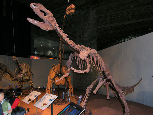 ジュラ紀 (前期〜中期) 大型草食恐竜 アフリカ大陸 竜脚類 特大歯化石