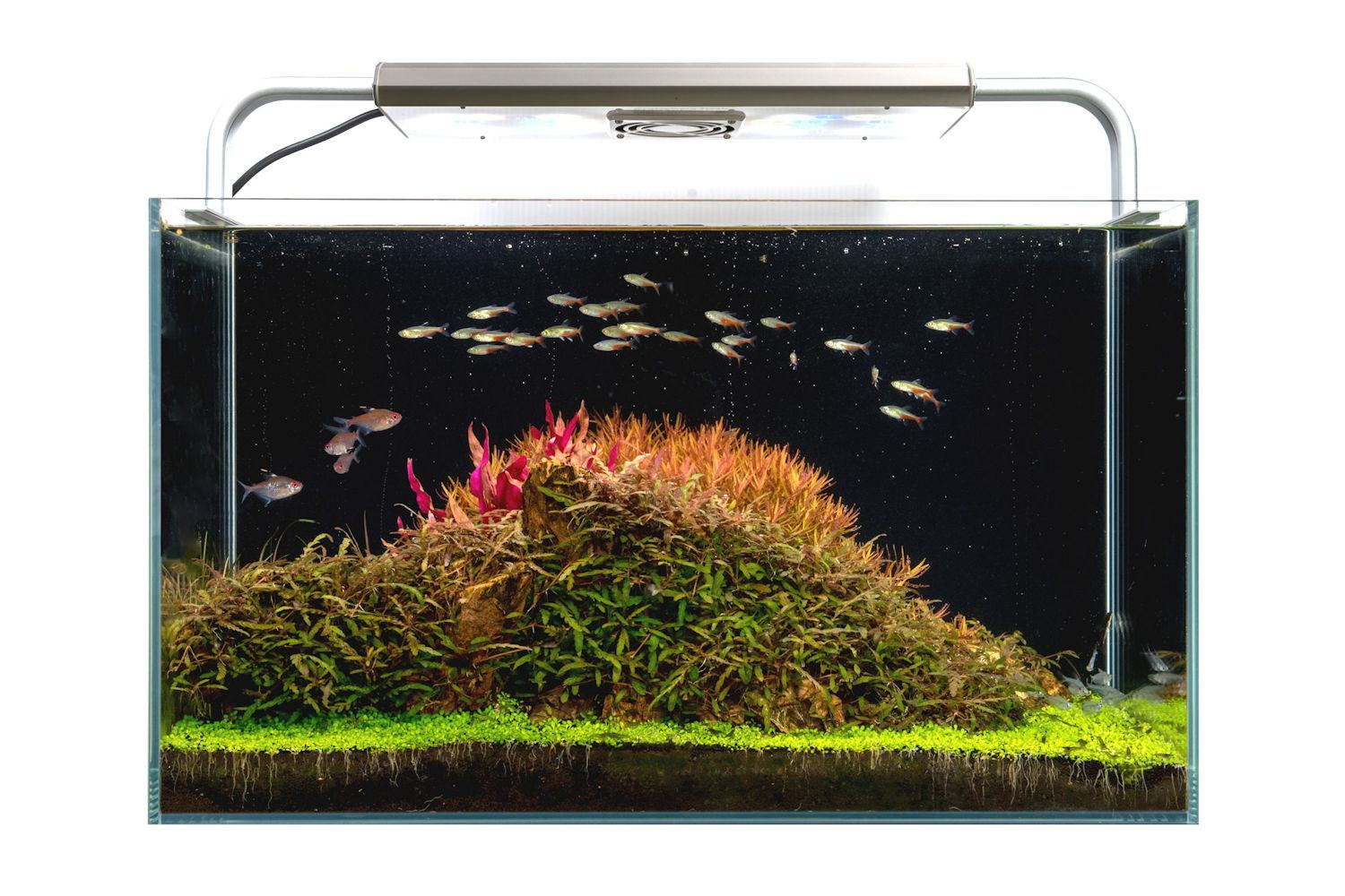 GrassyCore Fresh / フレッシュ - ボルクスジャパン ダイレクト