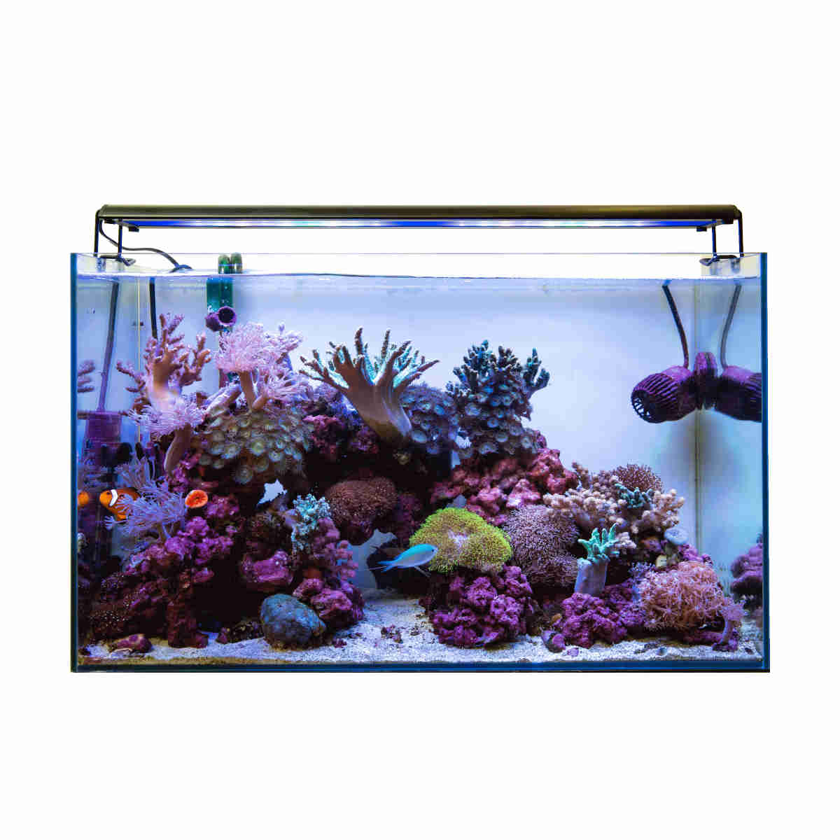 GrassyWing2 60 Marine - ボルクスジャパン ダイレクト