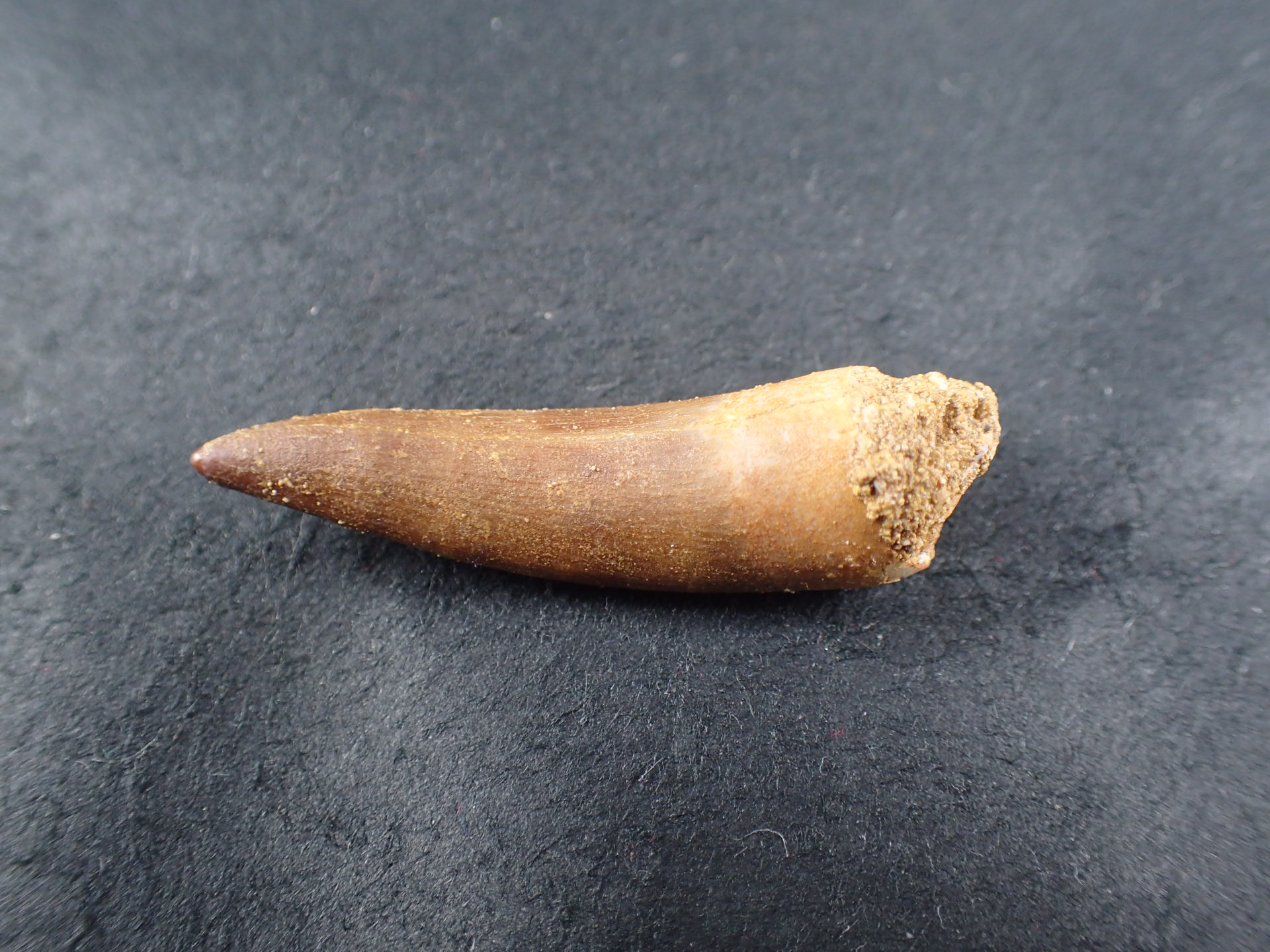 プレシオサウルス ｜石の販売専門店【vec stone club】