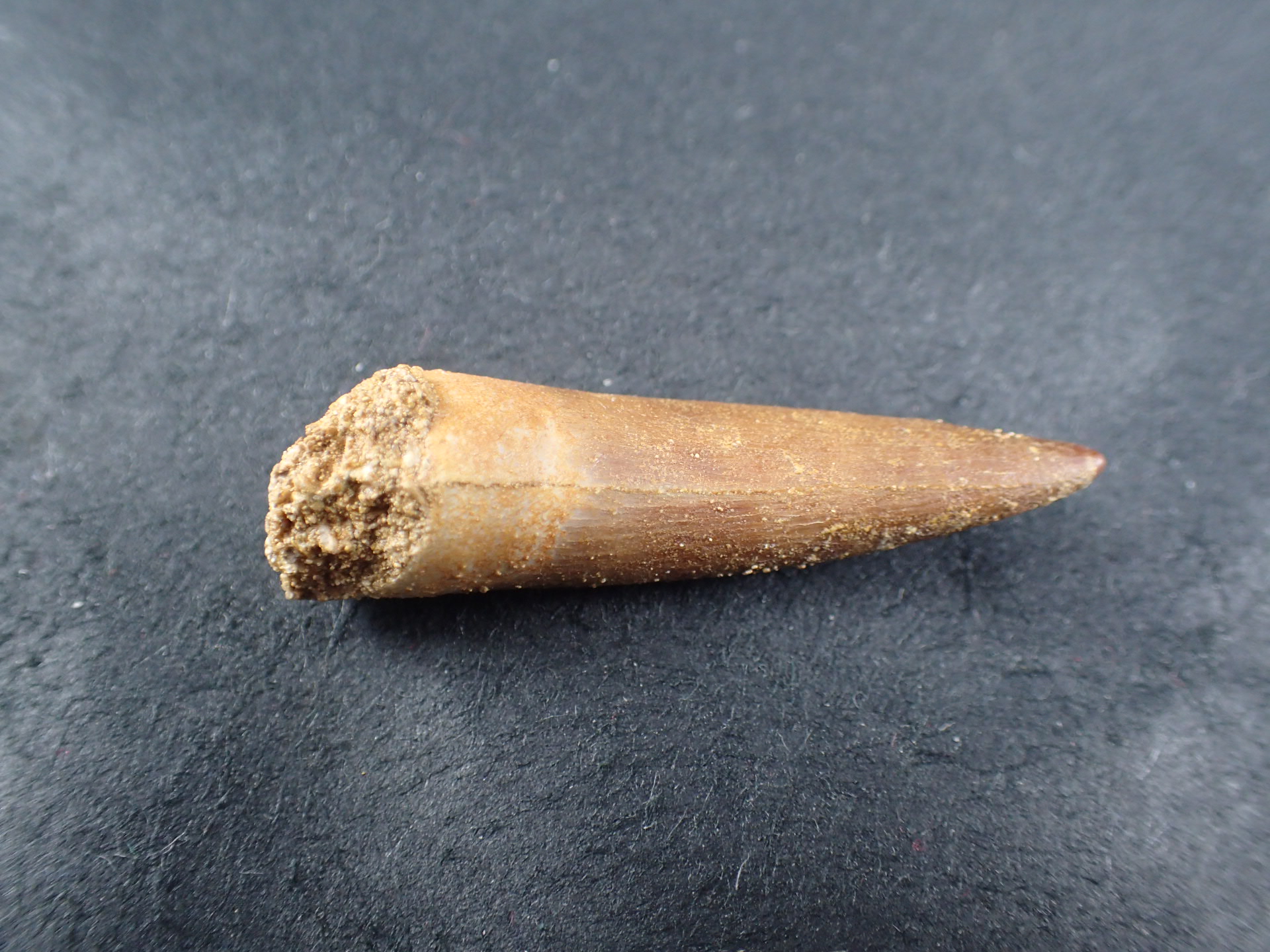 首長竜 プレシオサウルスの歯 化石 恐竜 南極で最古の首長竜、化石