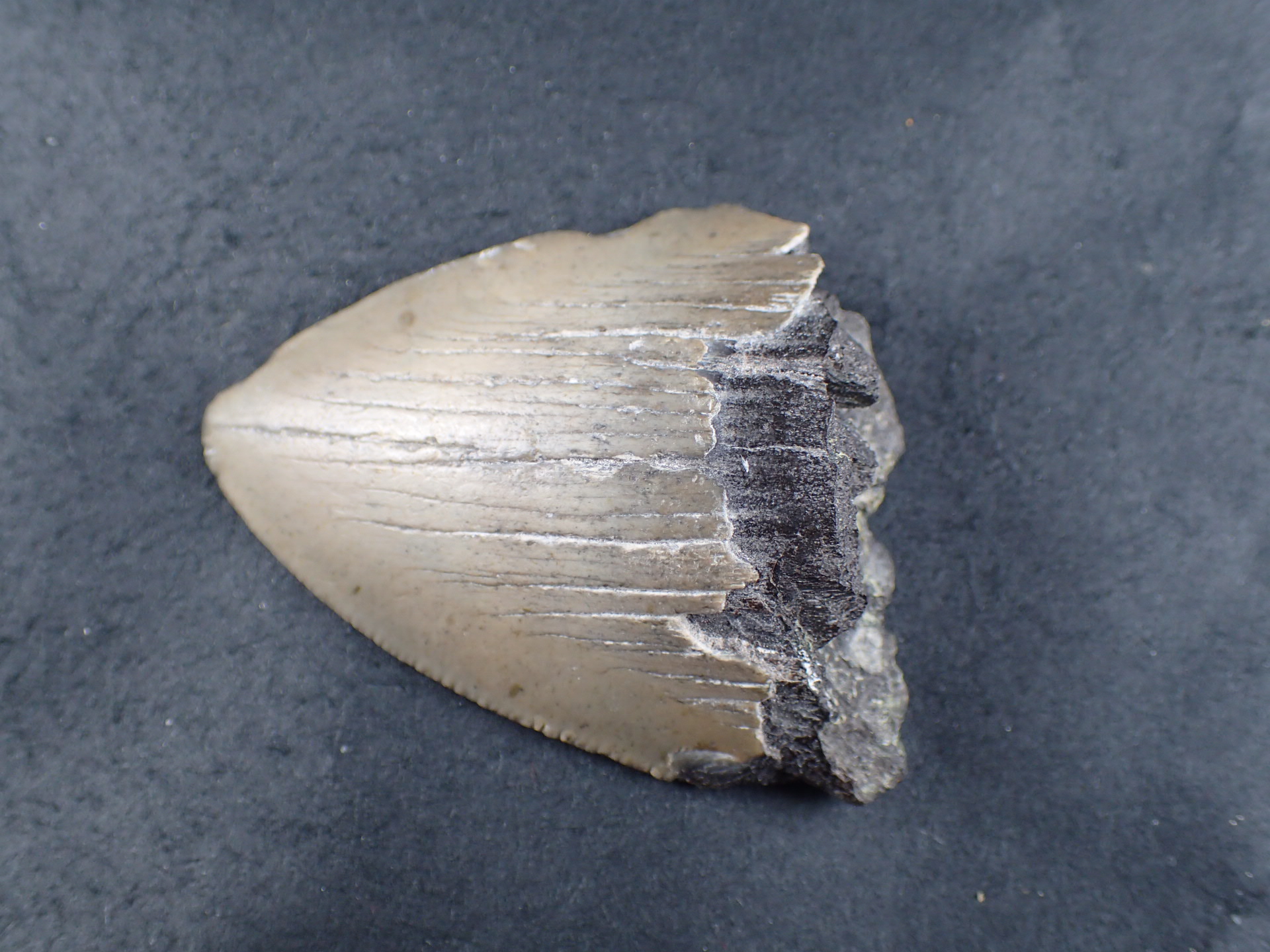 本物 メガロドンの歯 化石 サメ 10cm アメリカ合衆国