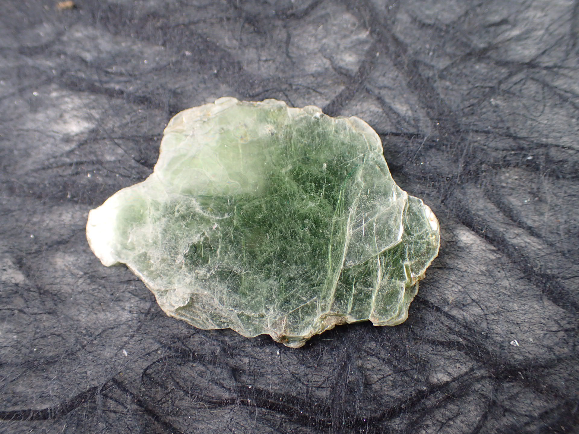 コレクション放出 Virgulaxonia elegans 中国雲南省 化石