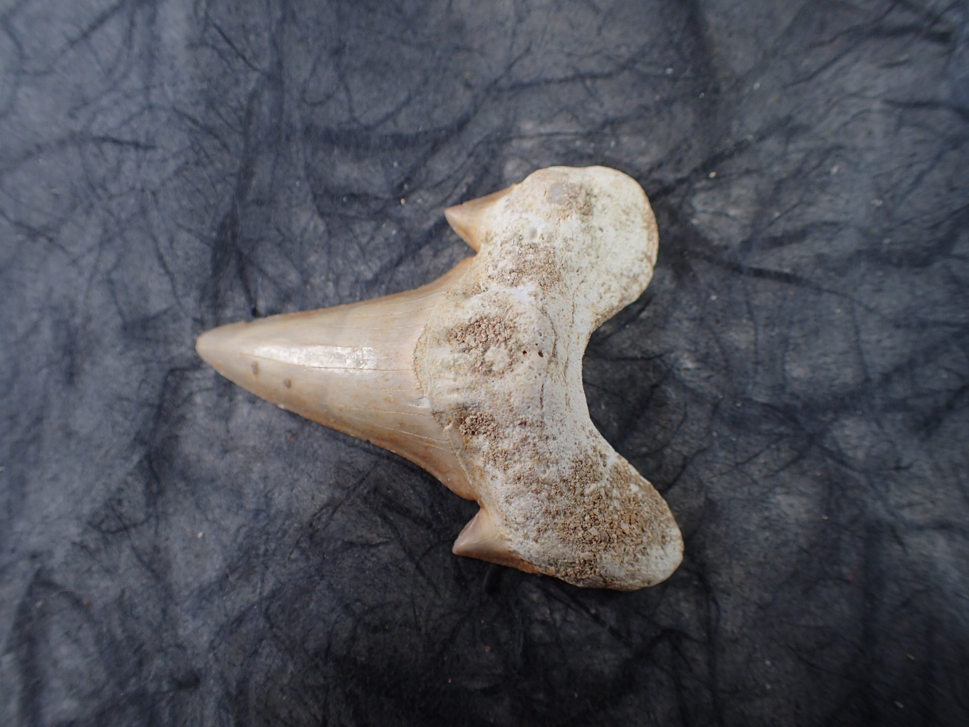 サメの歯化石 学名「Lanna Obliqua」 Khonibga, Morocco産 ｜石の販売