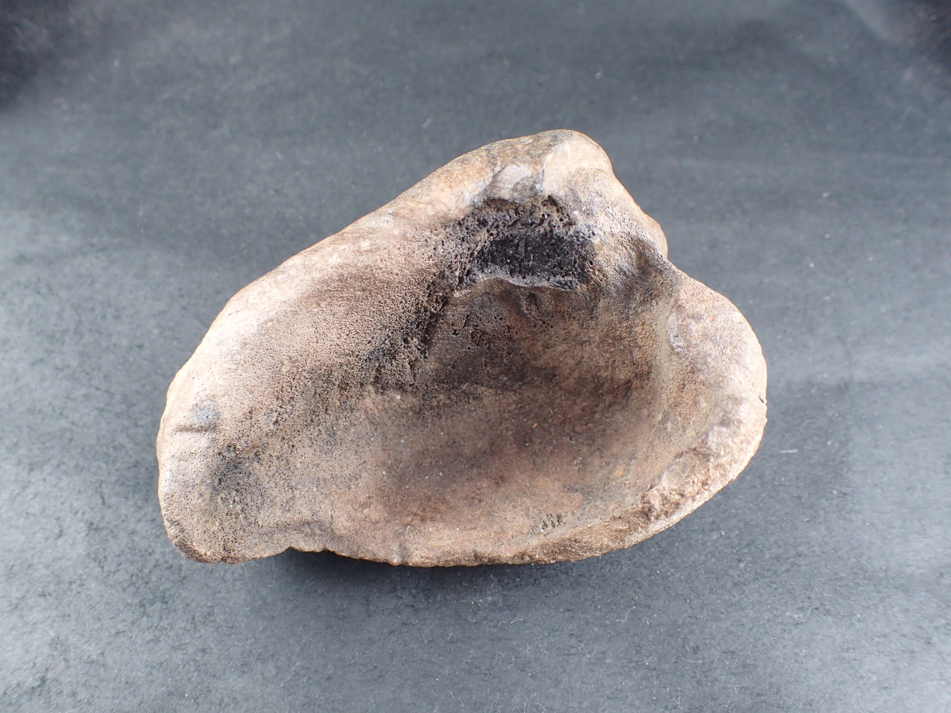 クジラの耳骨の化石 Fossil Whale Middle Ear Bone(Tympanic Bulla