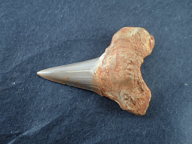 サメの歯の化石150mm FB146Aサメの歯化石(オトダス) : 紀伊國屋書店