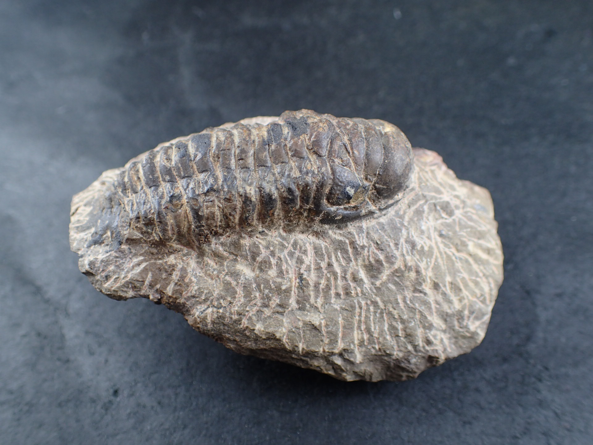 Crotalocephalus gibbus 三葉虫 化石 モロッコ 産 Crotalocephalus