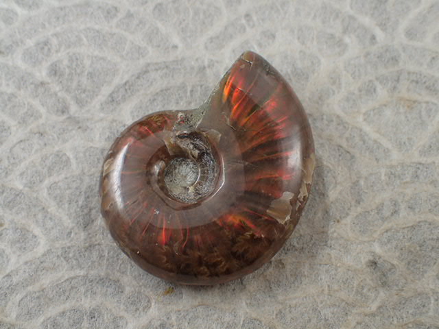 最高品質AAアンモナイト カナダアルバータ州 産 寸法 ： 54.7X43.9X14