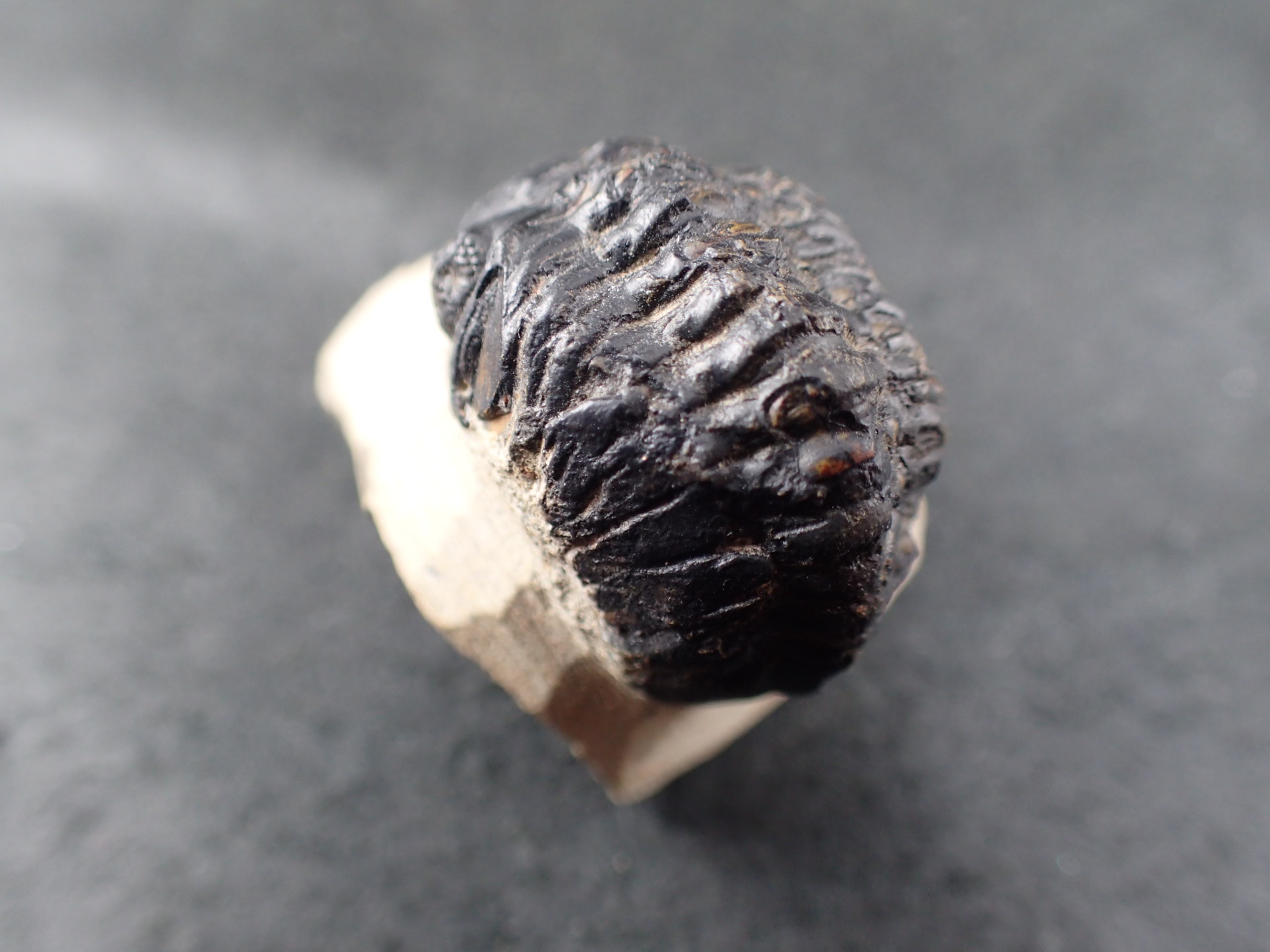 三葉虫 化石 fossil ボリビア産 trilobite ノジュール判別⑥ 【公式通販】