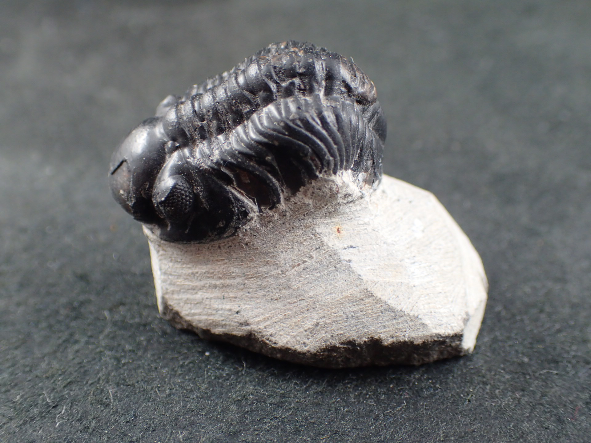 三葉虫化石fossilボリビア産レアFossil判別⑧