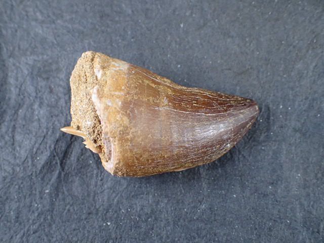 モササウルスの歯の化石（学名 ： Mosasaurs Tooth) 時代 ： 中生白