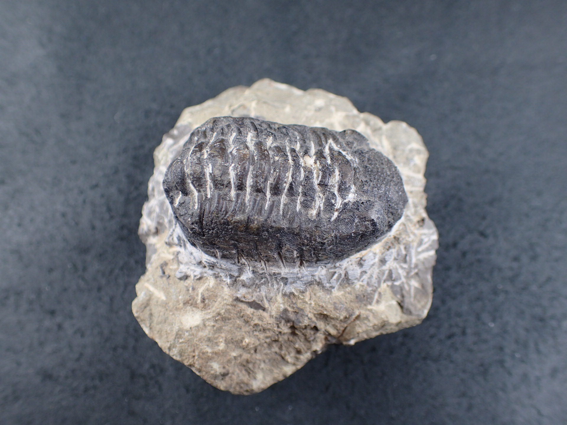 三葉虫 化石（Trilobite Fossil)（学名 ： Phacops） 時代 ： 古生代