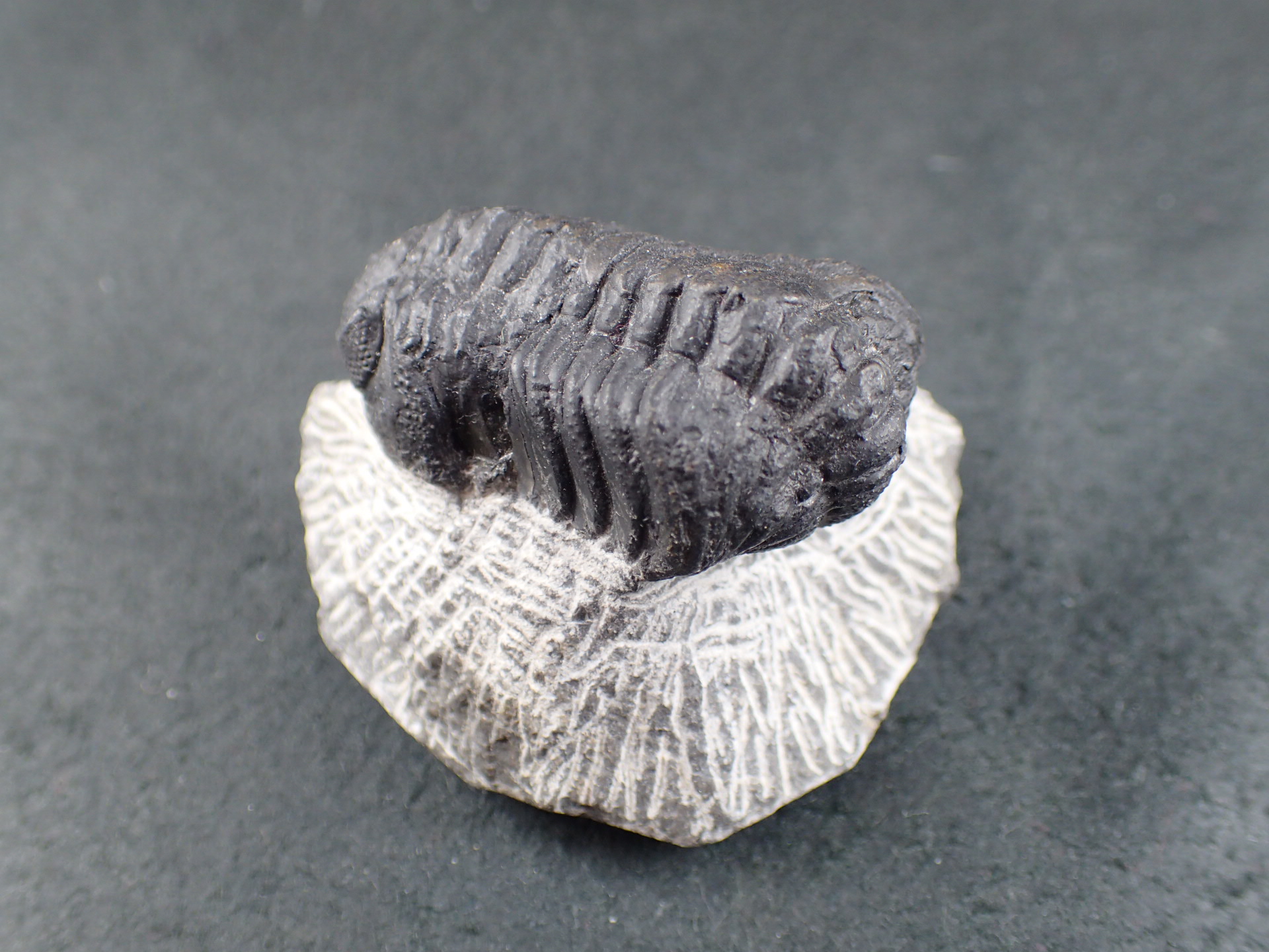 化石骨格標本三葉虫キファスピス30mm