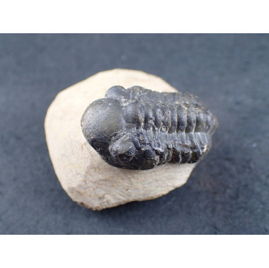 三葉虫 化石 Kainops 三葉虫 化石 Kainops 三葉虫 化石 Kainops 化石