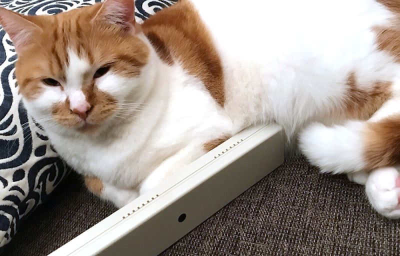 ネコちゃん・ワンちゃんに全身まるごと血行ケア