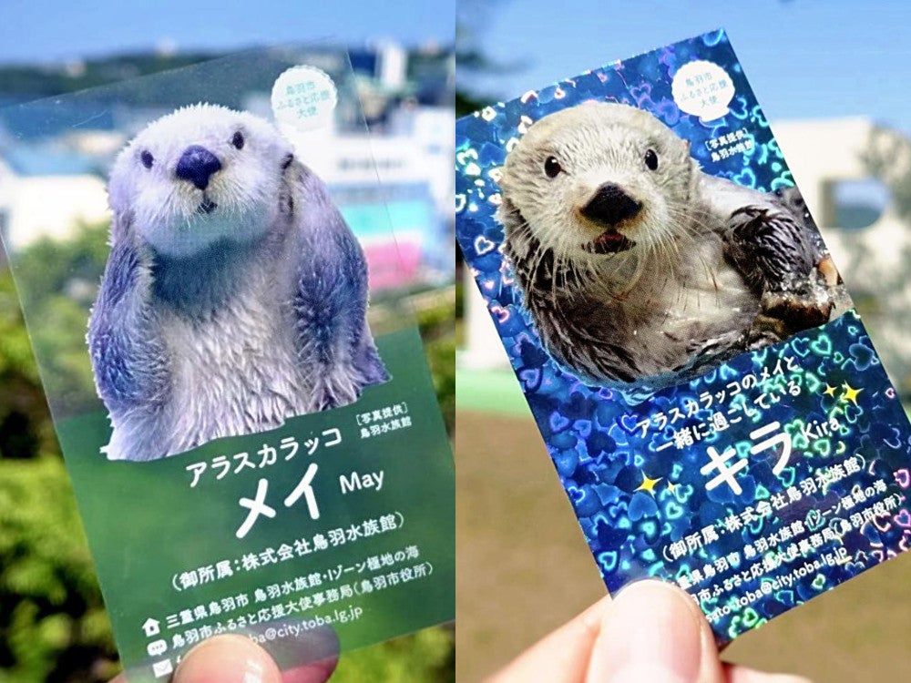 三重県鳥羽市のふるさと納税返礼品にラッコの「メイ」と「キラ」の名刺