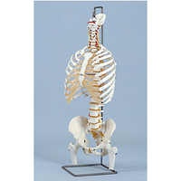 ソムソ社 胸郭・股関節付脊椎骨盤模型♡ 西ドイツ製 胸骨付脊椎骨盤模型