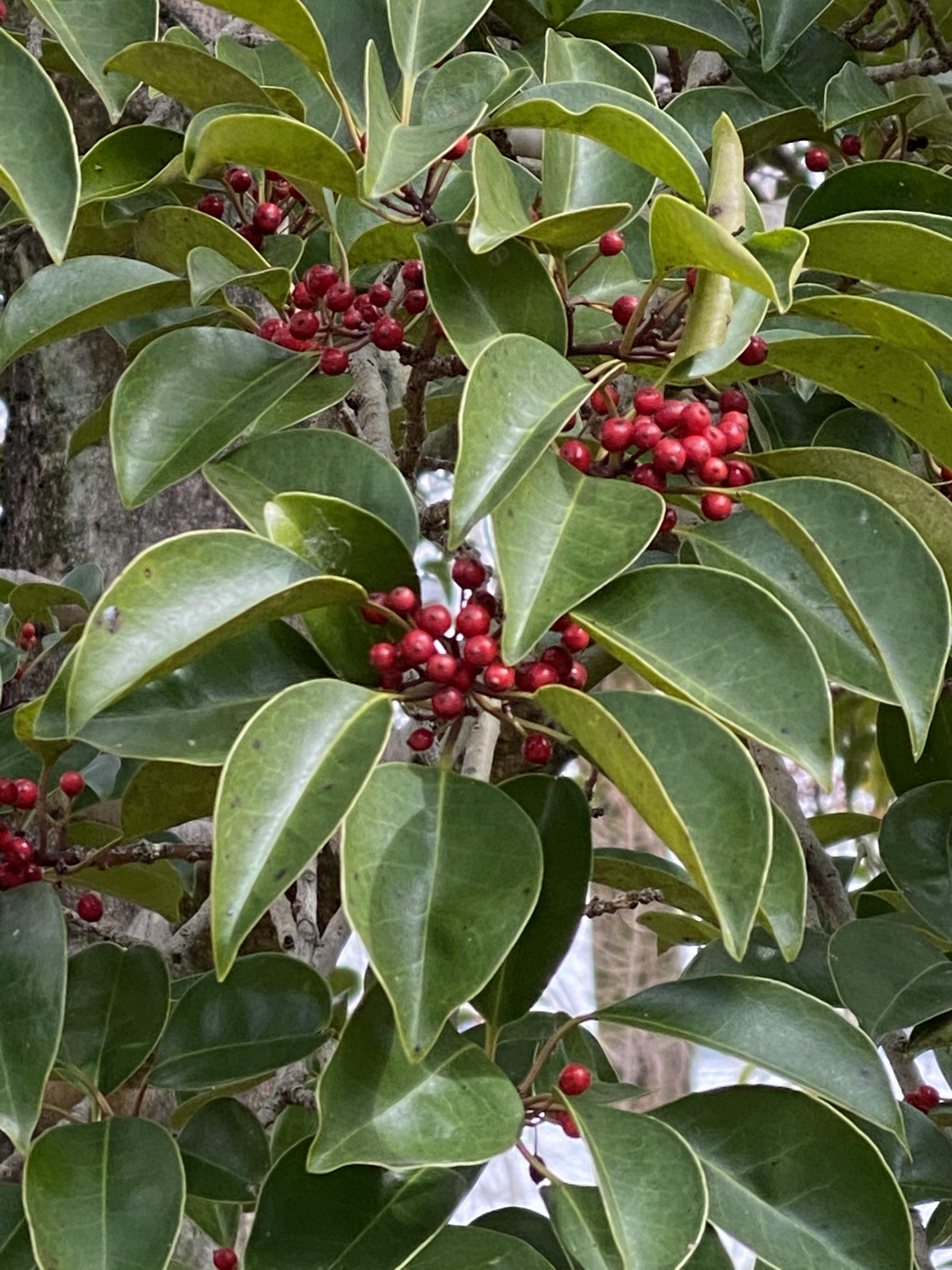 クロガネモチ（I. rotunda） - デジタルキャンパスミュージアム