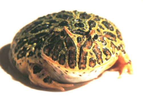 C.ornata