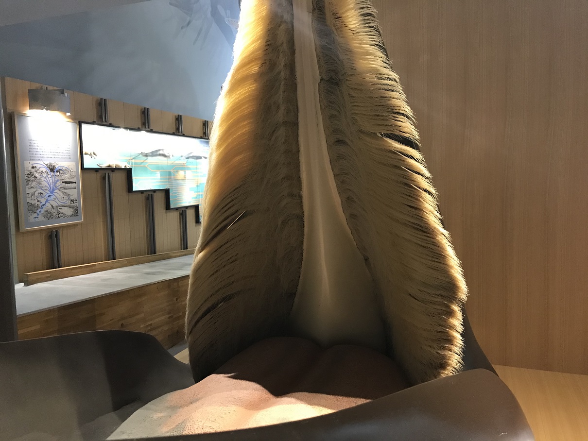 クジラの歯 くじら 鯨 クジラの口の中のはなし | 鯨と海