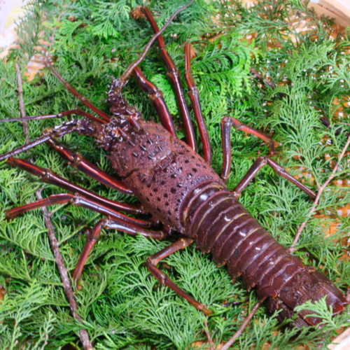 時代 明珍在銘 鉄製伊勢海老 木箱付全長約36㎝/134g東Y7-1205☆1F 明珍