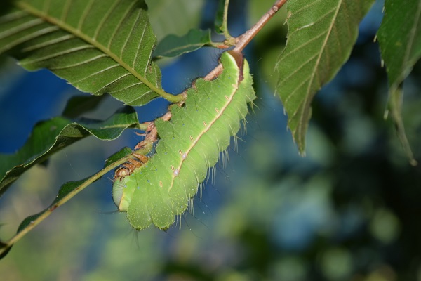 山繭 野性蚕の紡ぎ糸天然染料(草木染め)「ブラ」ブータンの『キラ