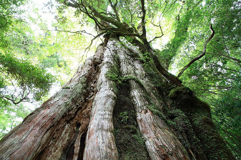 紀元杉 推定樹齢3,000年の屋久杉 | 屋久島の山岳・景勝地【公式