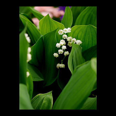 スズランの育て方｜ヤサシイエンゲイ
