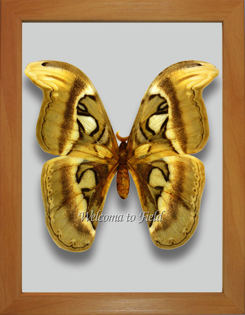 世界最大の蝶 標本 ヨナグニサン Attacus atlas 交渉可能 【公式通販】